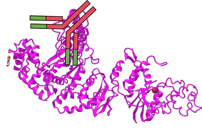 想提高PCR特異性嗎？用對酶很重要！